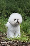 BICHON FRISE 171